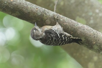 Mon, 8/14/2017 Birding report at Mie-ken Ueno Forest Park