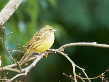 Masked Bunting 横浜 Sat, 1/29/2022