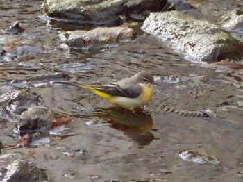 Grey Wagtail 横浜 Sat, 1/29/2022