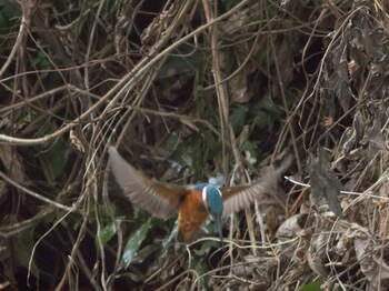 Common Kingfisher 横浜 Sat, 1/29/2022