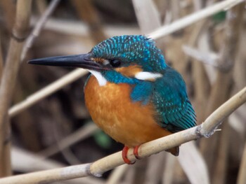 Common Kingfisher 横浜 Sat, 1/29/2022