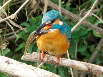 Common Kingfisher 横浜 Sat, 1/29/2022