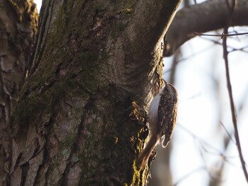 Fri, 1/28/2022 Birding report at Saitama Prefecture Forest Park