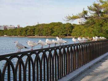 ユリカモメ 大濠公園 2022年1月29日(土)