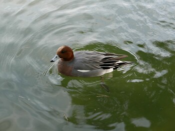 Eurasian Wigeon 大濠公園 Sat, 1/29/2022