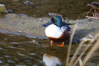 ハシビロガモ 山口県下松市切戸川 2022年1月29日(土)