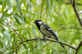 Japanese Tit Hattori Ryokuchi Park Mon, 8/14/2017