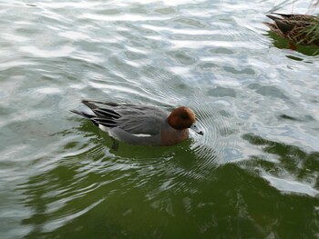 Eurasian Wigeon 大濠公園 Sat, 1/29/2022