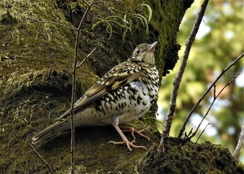 2022年1月29日(土) 昭和記念公園の野鳥観察記録