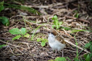 Eurasian Tree Sparrow Hattori Ryokuchi Park Mon, 8/14/2017