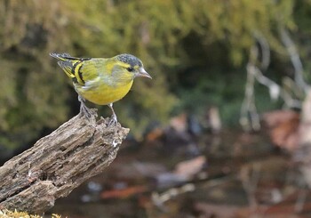 Sat, 1/29/2022 Birding report at 西湖野鳥の森公園