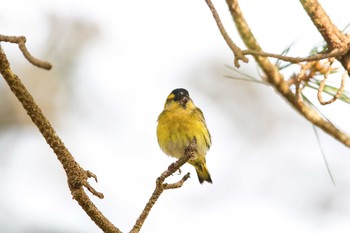 Eurasian Siskin Hegura Island Fri, 5/6/2016