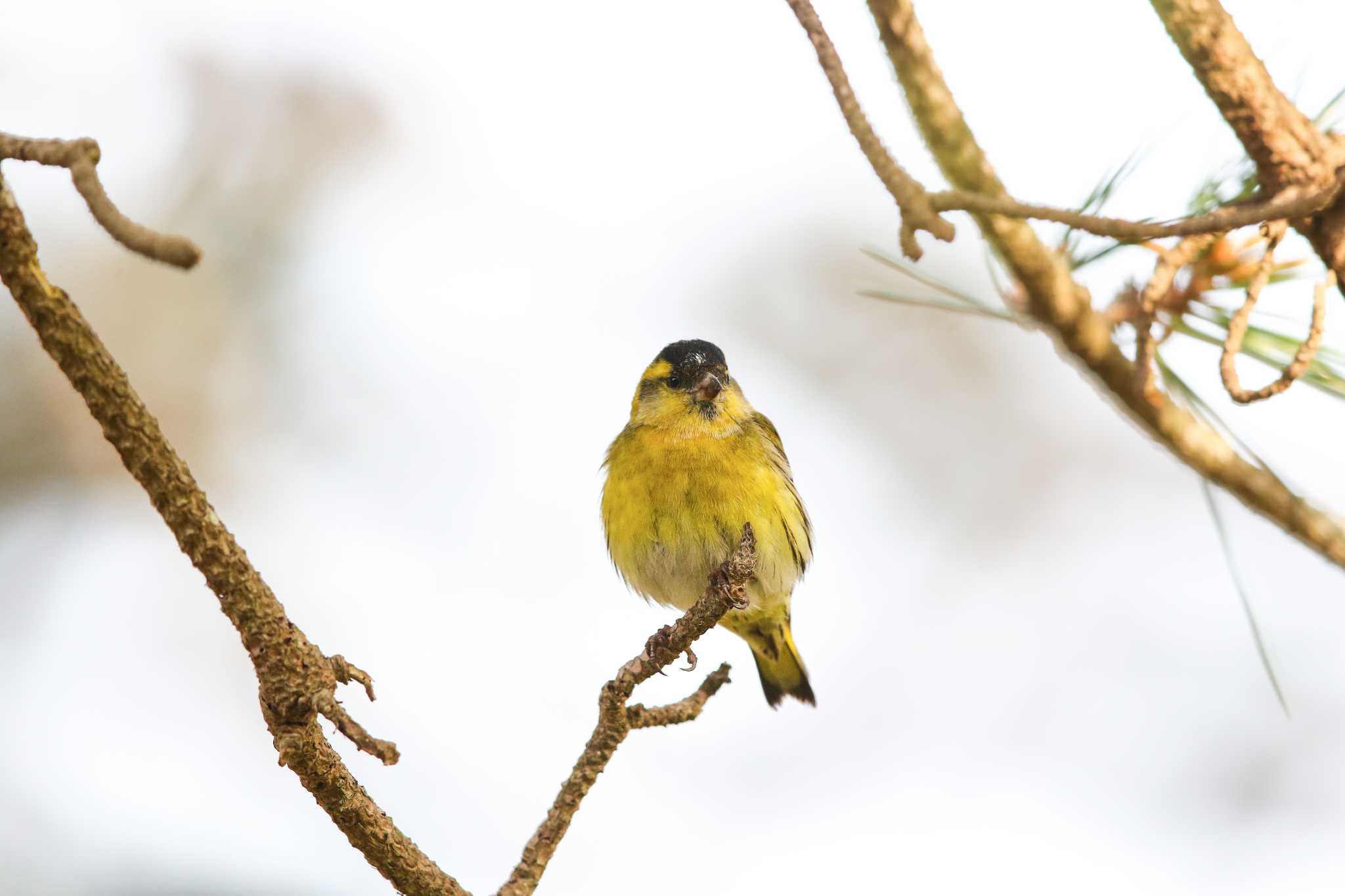 Photo of Eurasian Siskin at Hegura Island by Trio