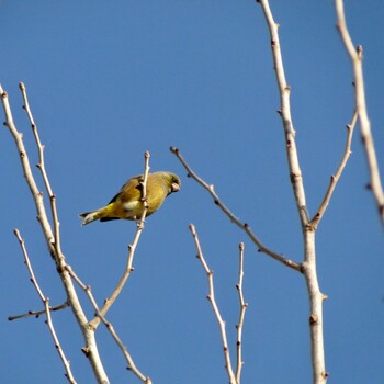 2022年1月29日(土) 相模川の野鳥観察記録