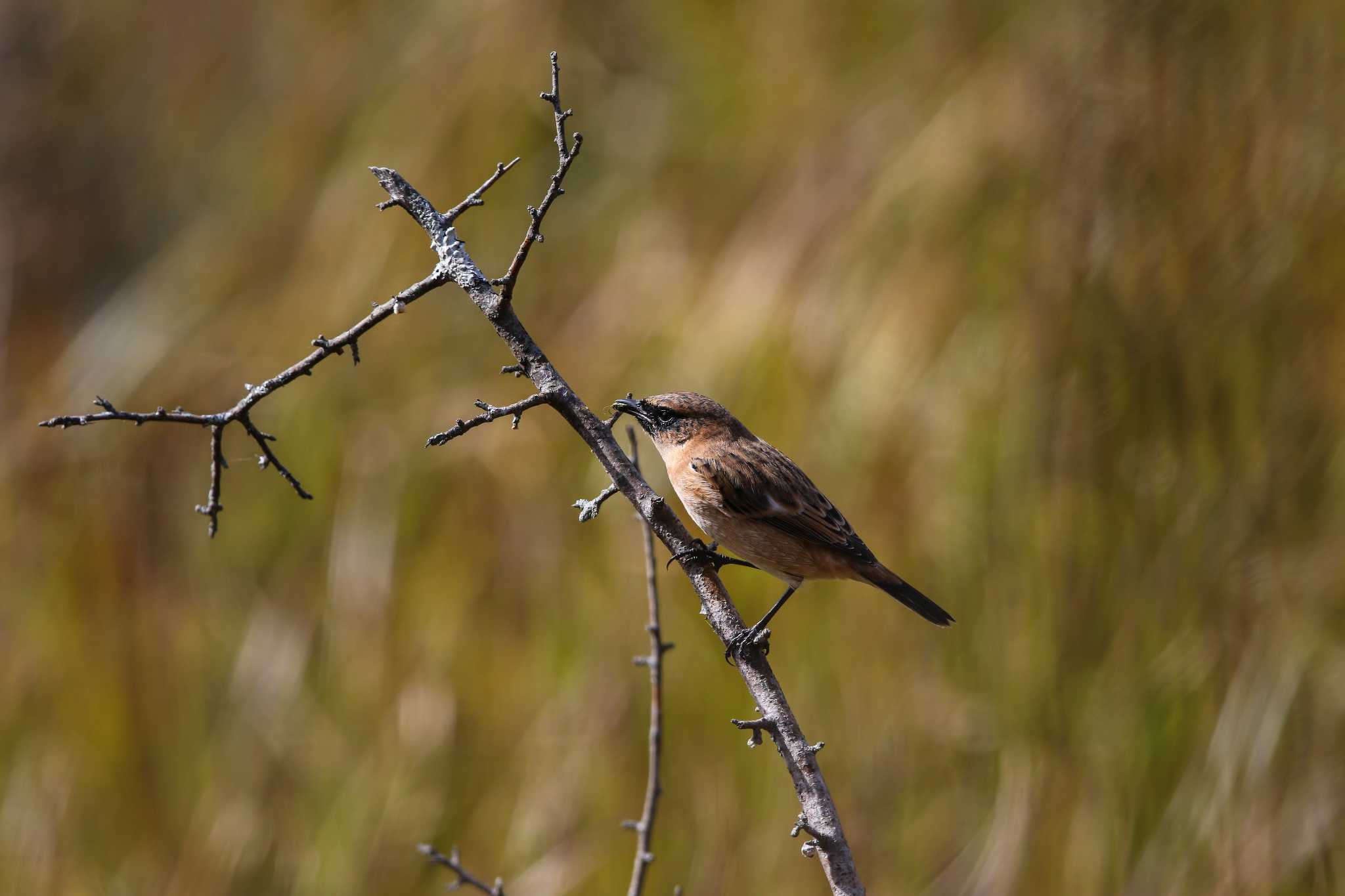 Photo of Amur Stonechat at Senjogahara Marshland by Trio