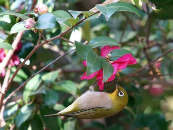 Warbling White-eye Hikarigaoka Park Sat, 1/29/2022