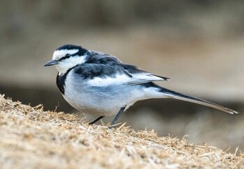 Wagtail 多摩中央公園 Sat, 1/29/2022