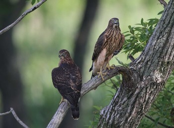 Eurasian Goshawk Unknown Spots Sat, 7/8/2017