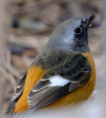 Daurian Redstart 東京都 Sat, 1/29/2022