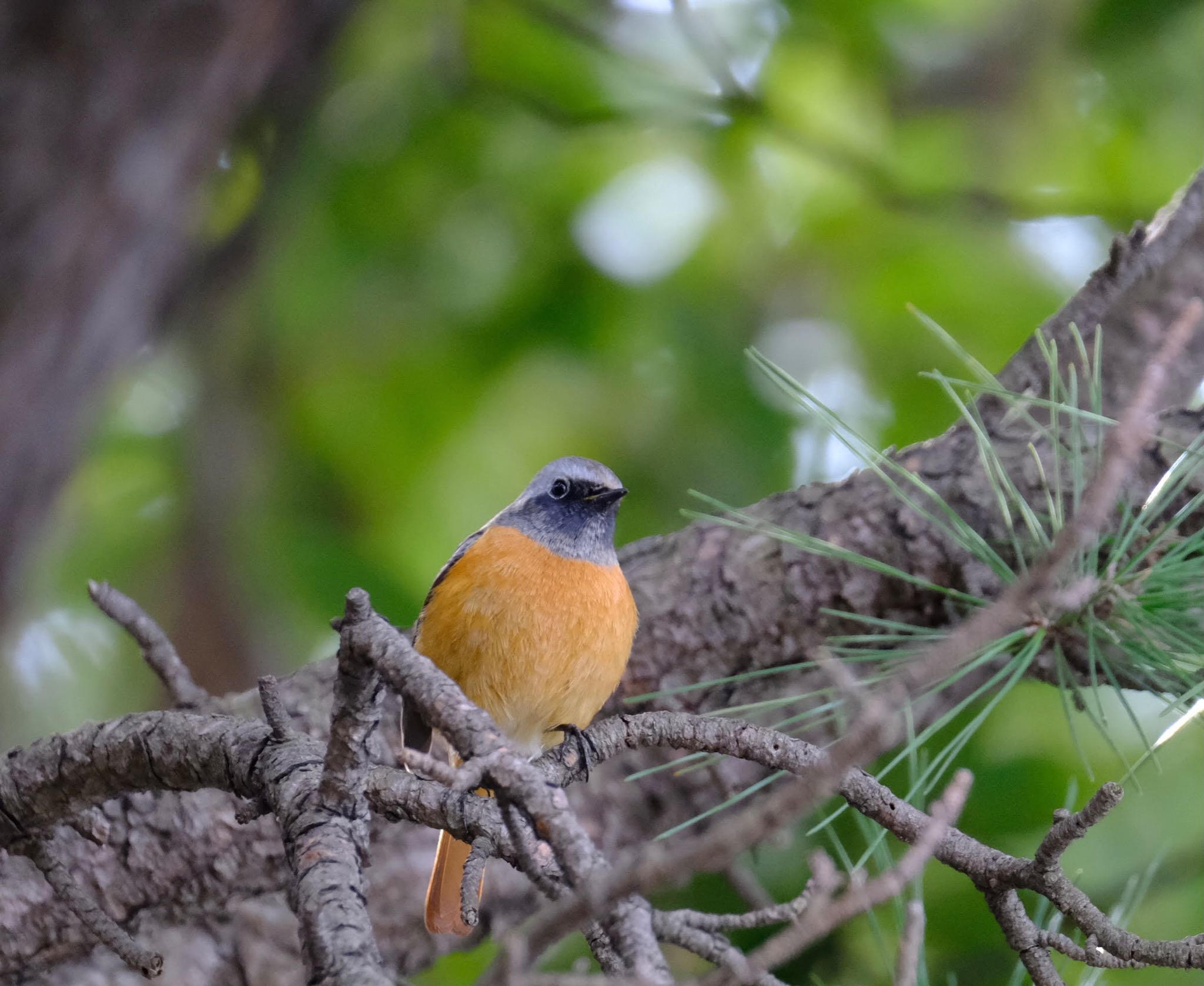 Photo of Daurian Redstart at 東京都 by toru