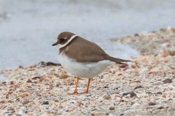 2022年1月29日(土) ふなばし三番瀬海浜公園の野鳥観察記録