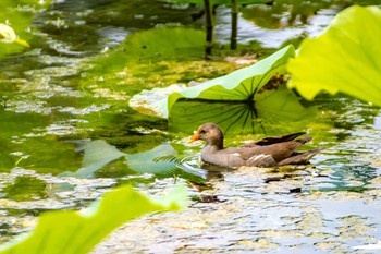 Common Moorhen Hattori Ryokuchi Park Mon, 8/14/2017