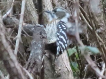 Japanese Pygmy Woodpecker Hayatogawa Forest Road Sat, 1/29/2022