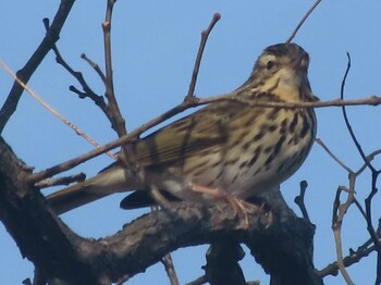 Olive-backed Pipit Hayatogawa Forest Road Sat, 1/29/2022