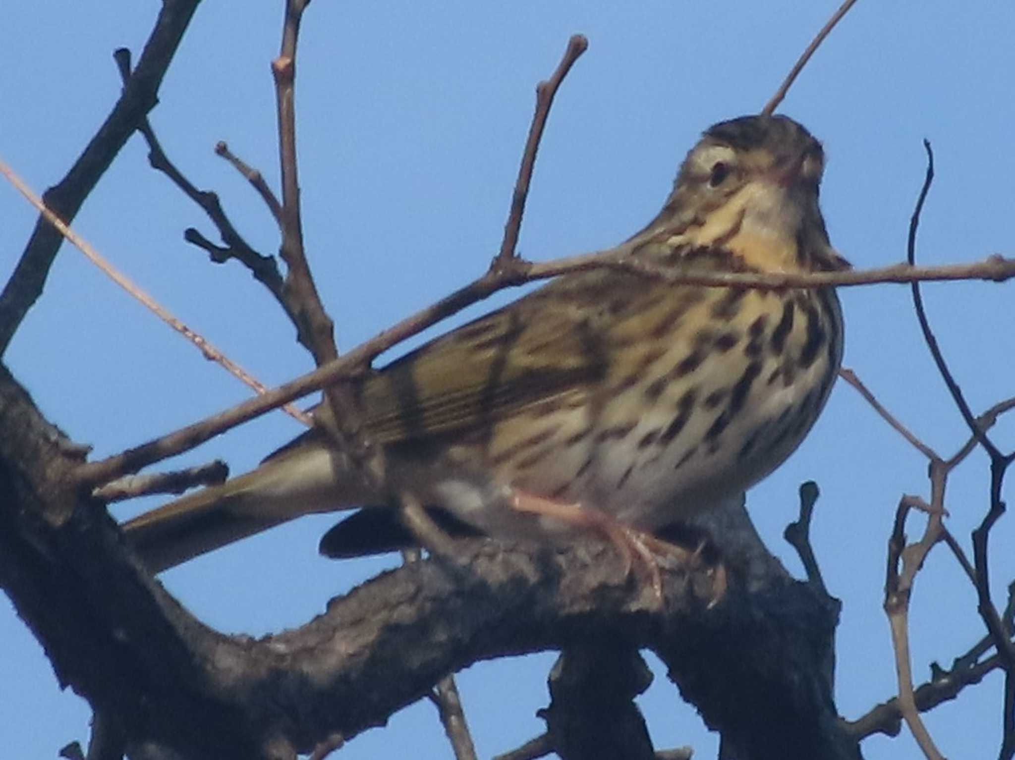Photo of Olive-backed Pipit at Hayatogawa Forest Road by ふんどし