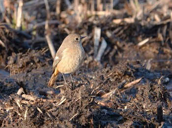 Daurian Redstart Kitamoto Nature Observation Park Wed, 1/26/2022