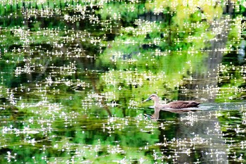 Eastern Spot-billed Duck Hattori Ryokuchi Park Mon, 8/14/2017