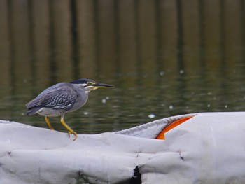 2017年8月14日(月) 都立浮間公園の野鳥観察記録