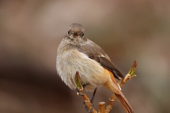 ジョウビタキ 薬師池公園 2022年1月29日(土)