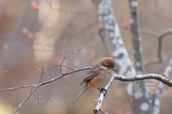 モズ 薬師池公園 2022年1月29日(土)