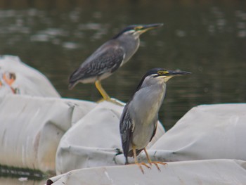 Striated Heron Ukima Park Mon, 8/14/2017