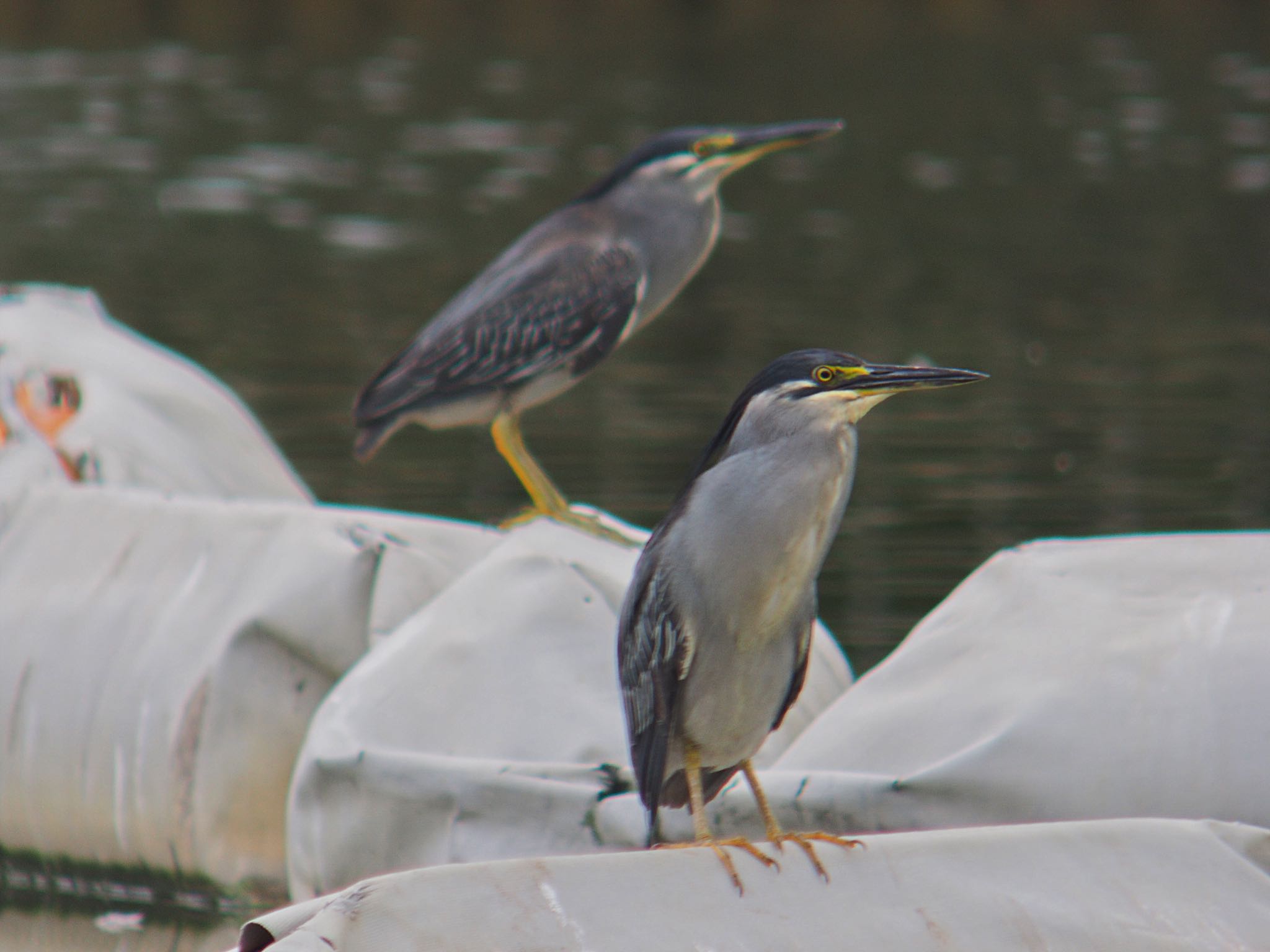 Striated Heron