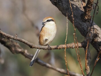 Bull-headed Shrike 淀川河川公園 Fri, 1/28/2022