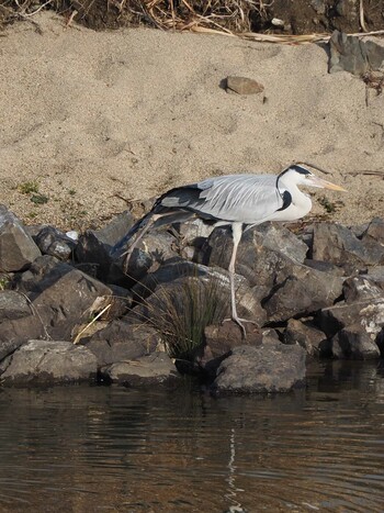 Grey Heron 淀川河川公園 Fri, 1/28/2022