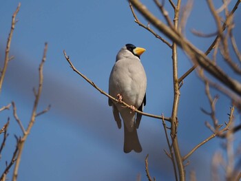 Japanese Grosbeak 淀川河川公園 Fri, 1/28/2022