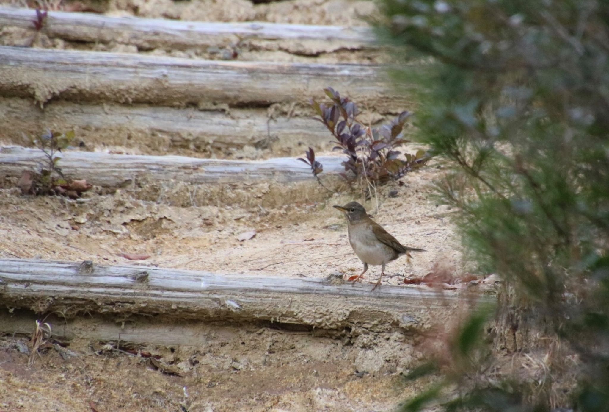 Photo of Pale Thrush at 希望ヶ丘文化公園 by Mariko N