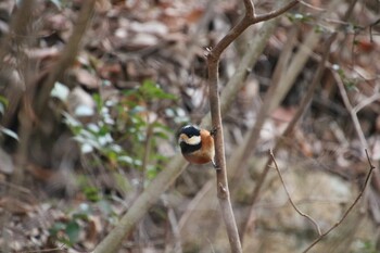 Varied Tit 希望ヶ丘文化公園 Sat, 1/29/2022