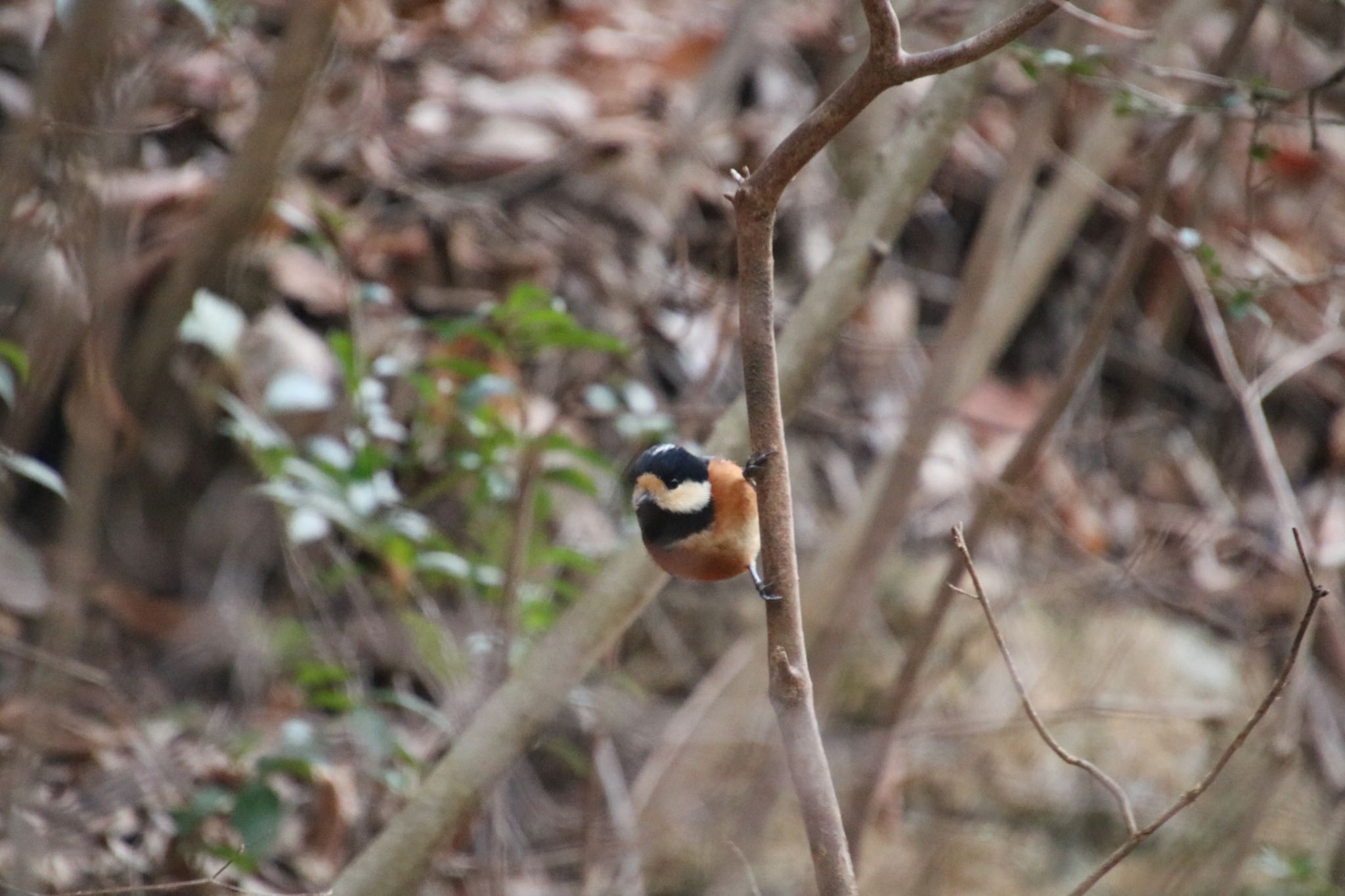 Photo of Varied Tit at 希望ヶ丘文化公園 by Mariko N