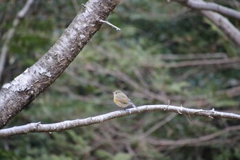 ルリビタキ 希望ヶ丘公園 2022年1月29日(土)