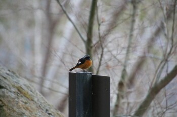 Daurian Redstart 希望ヶ丘文化公園 Sat, 1/29/2022