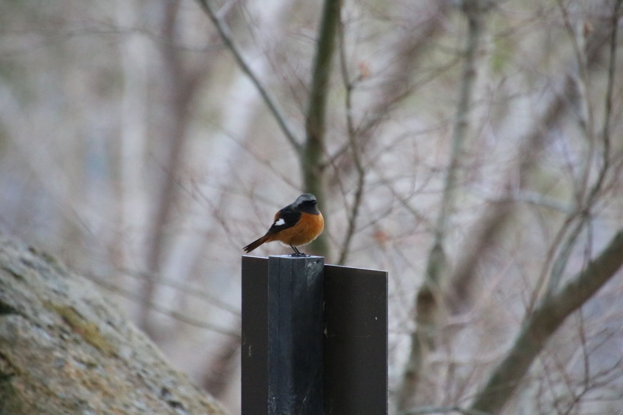 Photo of Daurian Redstart at 希望ヶ丘文化公園 by Mariko N