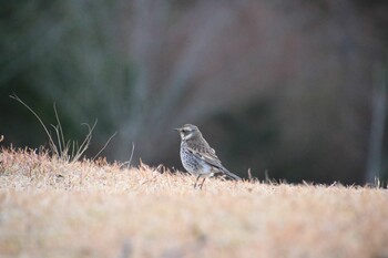 Dusky Thrush 希望ヶ丘文化公園 Sat, 1/29/2022