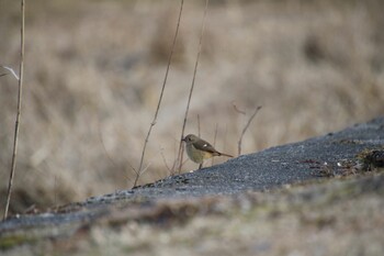 Daurian Redstart 希望ヶ丘文化公園 Sat, 1/29/2022