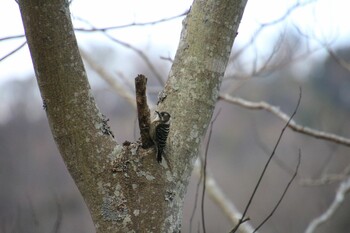 Japanese Pygmy Woodpecker 希望ヶ丘文化公園 Sat, 1/29/2022