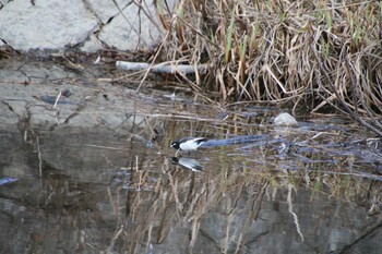 Japanese Wagtail 希望ヶ丘文化公園 Sat, 1/29/2022