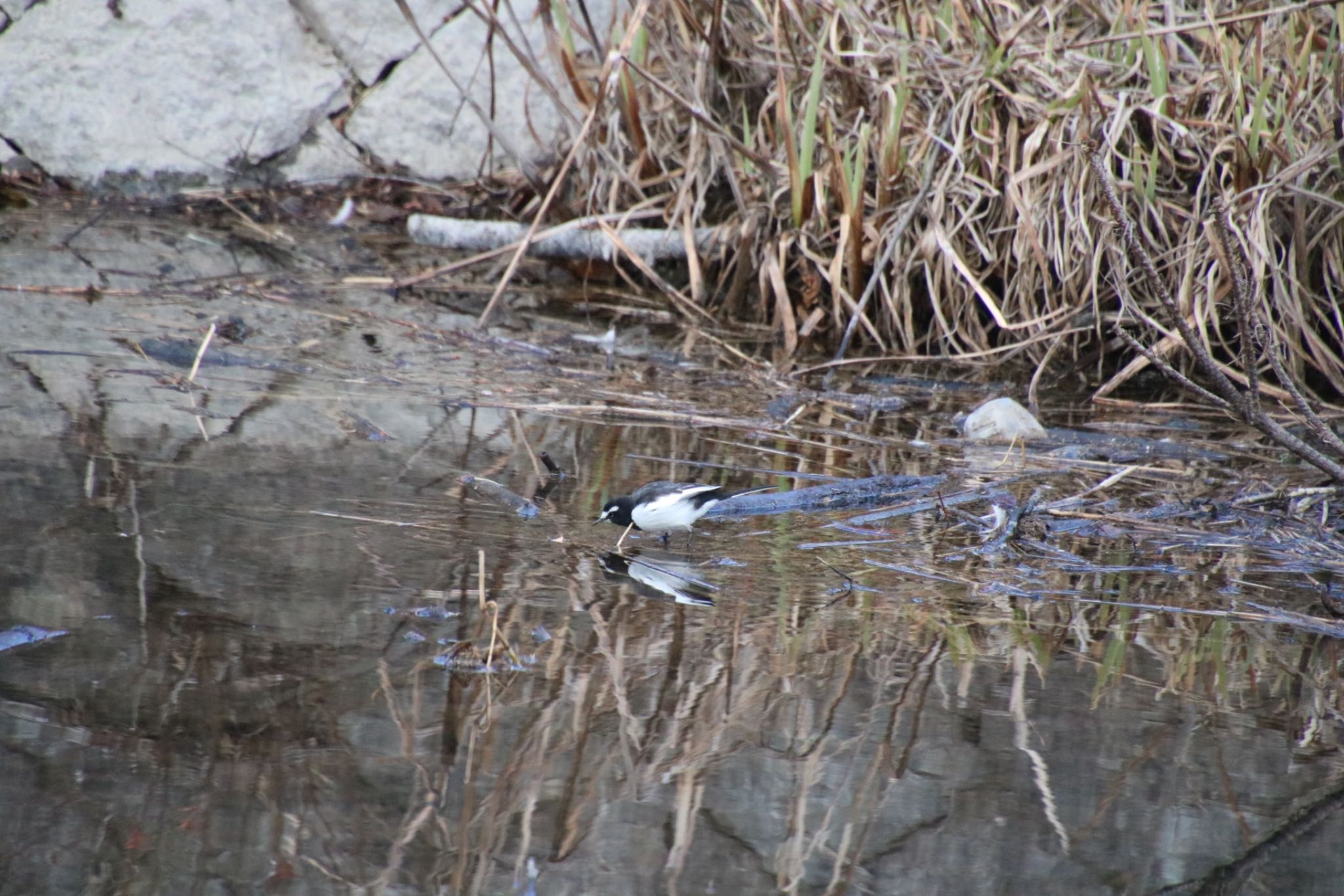 Photo of Japanese Wagtail at 希望ヶ丘文化公園 by Mariko N